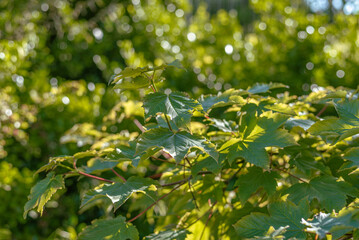 Arbre, branchages, feuilles d'arbre, ensoleillé, soleil, paysage ensoleillé, branche d'arbre
