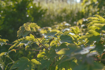Arbre, branchages, feuilles d'arbre, ensoleillé, soleil, paysage ensoleillé, branche d'arbre
