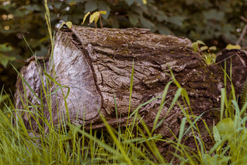 Tronc d'arbre, arbre, buche, bois, forêt