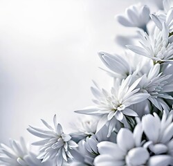 Obraz premium white flowers on blue background, bouquet, spring, plant, beauty, blossom, daisy, bloom, petal, isolated, purple, chrysanthemum, flora, summer