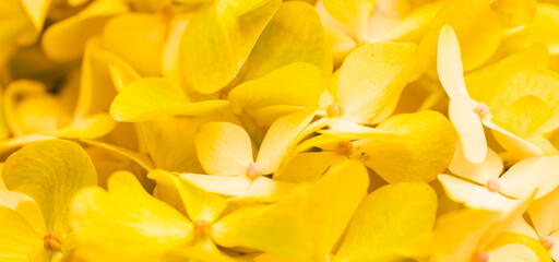 Yellow flowers close-up. Bouquet of colorful flowers. City flower beds, a beautiful and well-kept garden with flowering shrubs.