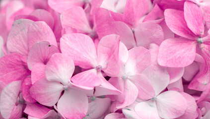 Pink flowers close up. Bouquet of purple flowers. City flower beds, a beautiful and well-groomed garden with flowering bushes.