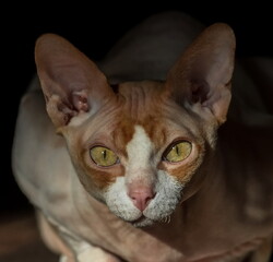 Portrait of a Sphynx cat