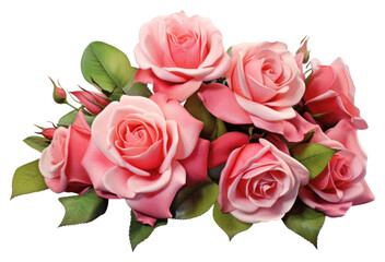 Fototapeta premium PNG Flower petal plant rose.