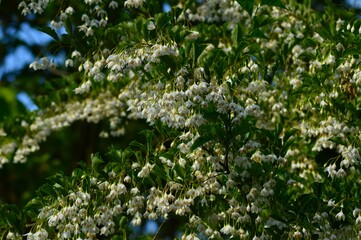 エゴノキ（えごの木）チシャノキ