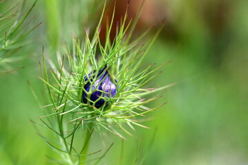 Knospe einer Jungfer im Grünen