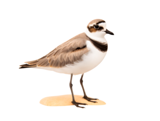 a bird standing on a white background