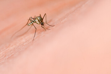 Close-Up of a Mosquito on Human Skin with Soft Pink Background Highlighting the Insect's Detailed...