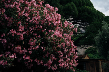 Oleander tree with pink flowers in Montenegro, city Bar. Nerium oleander, tree, plant for medicine,...