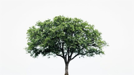 Tree alone on white backdrop with transparent cutout path visual