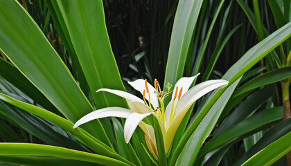 Obraz premium Organic extract of pandanus leaf: a fragrant, natural essential oil for aromatherapy and skincare