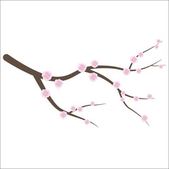 Sakura branch isolated on a white background.  Blooming cherry blossom