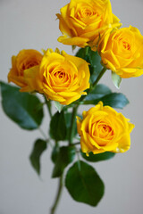 ゴールドダスト