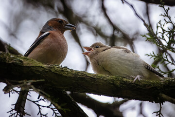 A male common chaffinch (Fringilla coelebs) feeds its chick on the thin branch on a spring day.