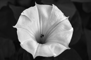 Beautiful white datura flower, perfect bud shape, photographed in close-up, monochrome photography