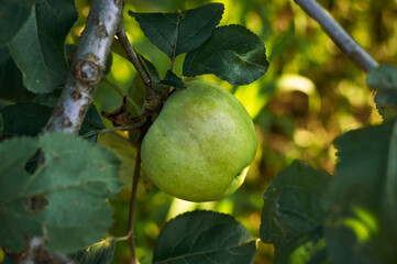 A green apple ripens on a bush, the summer warm sun promotes the ripening of apples, delicious and healthy food