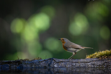 Bird Robin Erithacus rubecula, small bird in forest puddle, spring time in Poland Europe