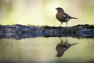 Bird male chaffinch Fringilla coelebs perching on forest puddle, spring time