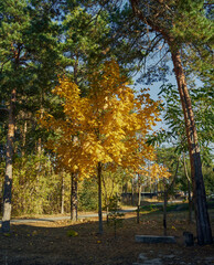Naklejka premium A warm autumn morning, bright sun gives a good mood, a young maple grows among the pines, its leaves have become bright yellow to match the autumn sun, a beautiful autumn landscape