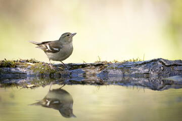 Bird female chaffinch Fringilla coelebs perching on forest puddle, spring time