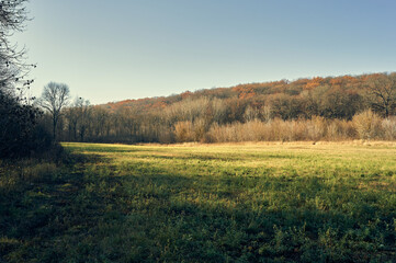 A small field overgrown with wild grass ends with a hill densely overgrown with trees - oak and maple, autumn and sunny morning make a simple landscape beautiful