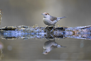 Bird - female Blackcap Sylvia atricapilla spring time, Poland Europe
