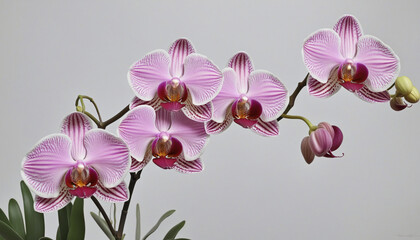 Obraz premium Enchanting Orchid Trio: A Delicate Spectacle of Pastel Hues, Painted in Exquisite Hyperrealism