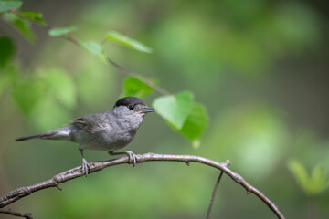 Bird - male Blackcap Sylvia atricapilla spring time, Poland Europe