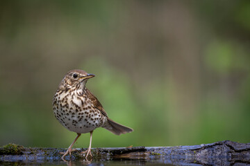 Bird - Song Trush Turdus philomelos in the forrest waterhole amazing warm light sunset sundown	