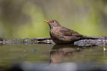 female Blackbird Turdus merula on the forest puddle amazing warm light sunset sundown