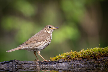 Bird - Song Trush Turdus philomelos in the forrest waterhole amazing warm light sunset sundown	