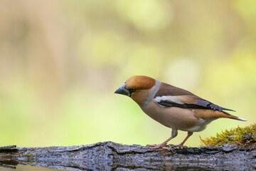 Bird Hawfinch Coccothraustes coccothraustes amazing bird green background forest pond Poland Europe