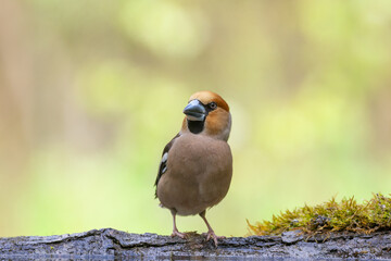 Bird Hawfinch Coccothraustes coccothraustes amazing bird green background forest pond Poland Europe