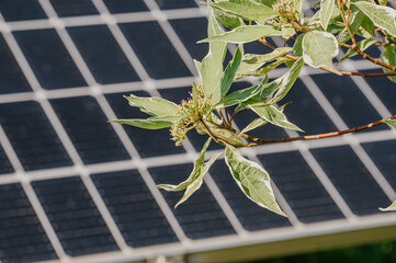 Panele fotowoltaiczne  jako zielona energia © rozentuzjazmowany