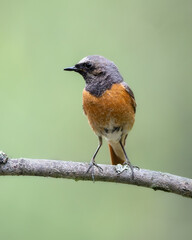 Bird Redstart Phoenicurus phoenicurus small bird on green background spring time bird drinking water on forest pond