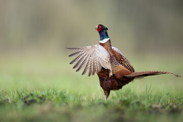 Bird - Common pheasant Phasianus colchius Ring-necked pheasant in natural habitat wildlife Poland Europe
