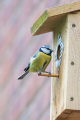 Blue Tit Bird On Wooden Birdhouse