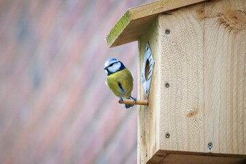 Blu Tit Bird On Bird House © Graham