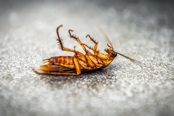 Dead cockroach on the floor, pest control concept