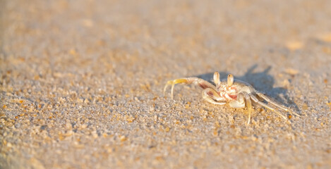 A crab on the beach is running on the white sand. Exotic animals in the resorts of tropical islands. The concept of a beach holiday in the tropics.
