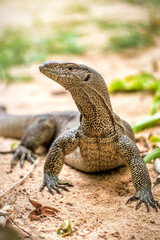 Portrait of monitor lizard in the wild on the island of Sri Lanka