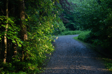 Fototapeta premium Footpath in a dense forest