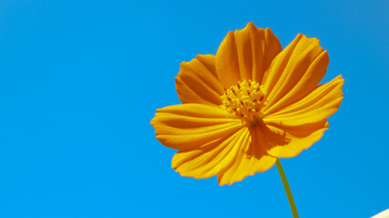 Cosmos caudatus Kunth or king's salad is an annual plant in the genus Cosmos