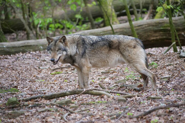 Fototapeta premium Wolf