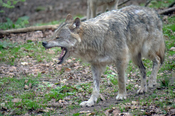 Wolf