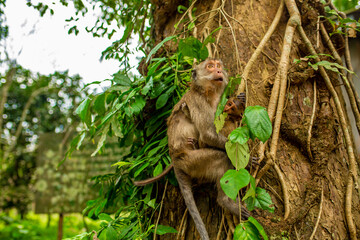 Monkeys in nature in the jungle of Thailand. A flock of monkeys in the trees. Wildlife scene with wild animals.