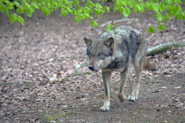 Europaescher Grauwolf in freier Natur