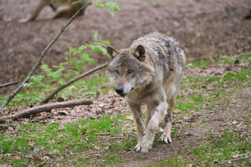 Europaescher Grauwolf in freier Natur