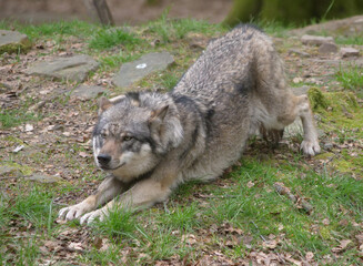 Europaescher Grauwolf in freier Natur