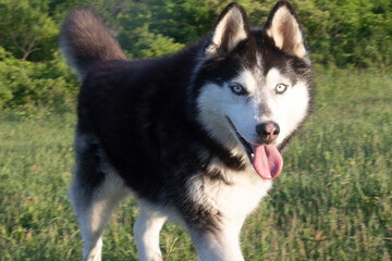 Fototapeta premium husky dog